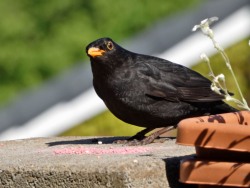 blackbird